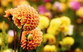 jardin automne jardin automne